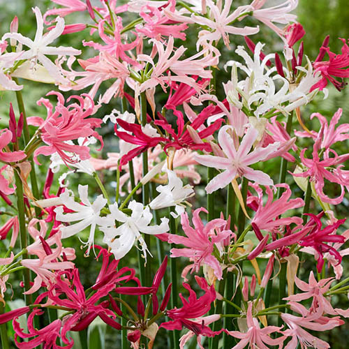 Nerine Hybridisers Mix Nerine Hybridisers Mix