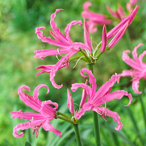 Nerine Hybridisers Mix Nerine Hybridisers Mix