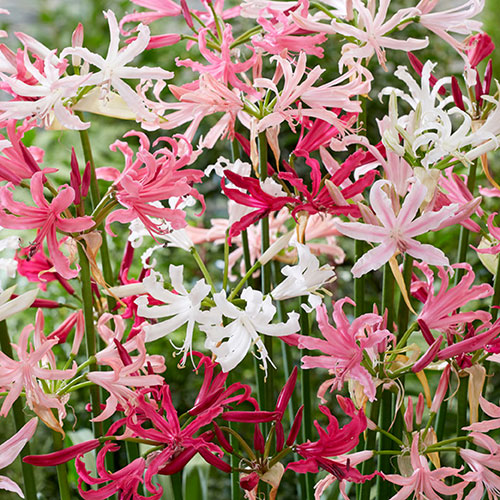 Nerine Hybridisers Mix Nerine Hybridisers Mix