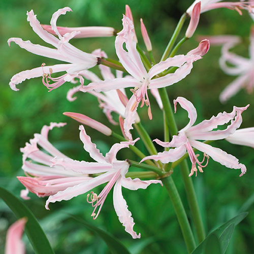 Nerine Hybridisers Mix Nerine Hybridisers Mix