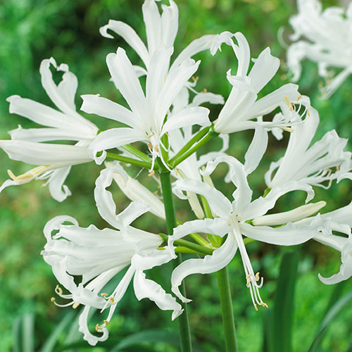 Nerine Hybridisers Mix Nerine Hybridisers Mix