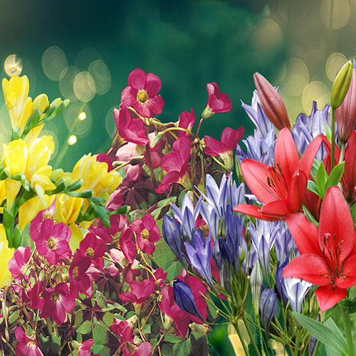 Balcony Beauty Drop in Summer Bulb Kit Balcony Beauty Drop in Summer Bulb Kit