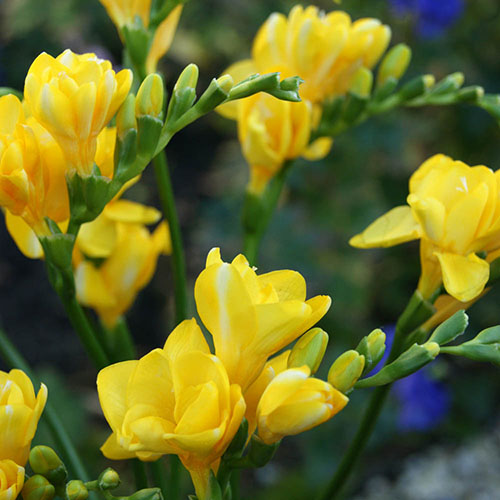 Balcony Beauty Drop in Summer Bulb Kit Balcony Beauty Drop in Summer Bulb Kit