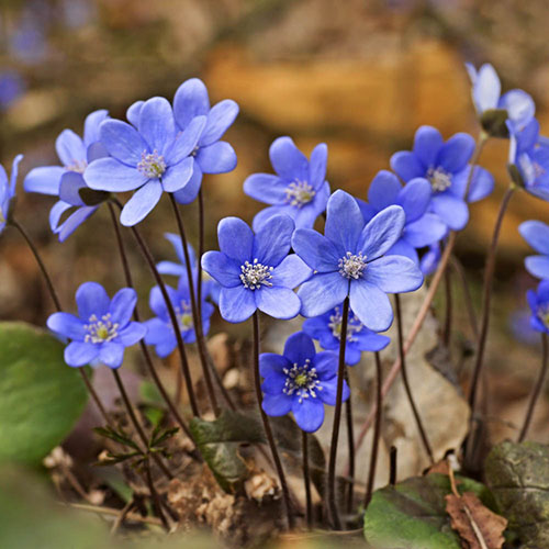 Balcony Beauty Drop in Summer Bulb Kit Balcony Beauty Drop in Summer Bulb Kit