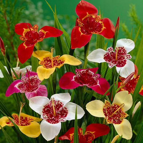 Aztec Lily Tigridia pavonia Mixed Aztec Lily Tigridia pavonia Mixed