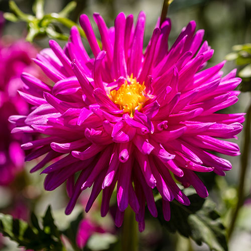 Dahlia Cactus Mixed Dahlia Cactus Mixed