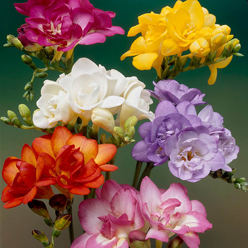 Freesias Bulb Collection Freesias Bulb Collection