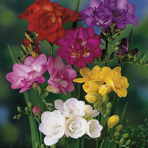 Freesias Bulb Collection Freesias Bulb Collection