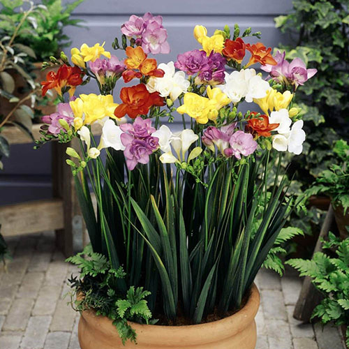 Freesias Bulb Collection Freesias Bulb Collection