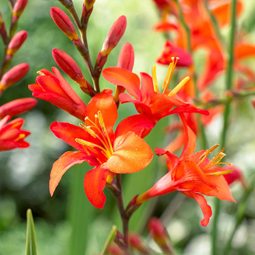 Crocosmia Montbretia Collection Crocosmia Montbretia Collection