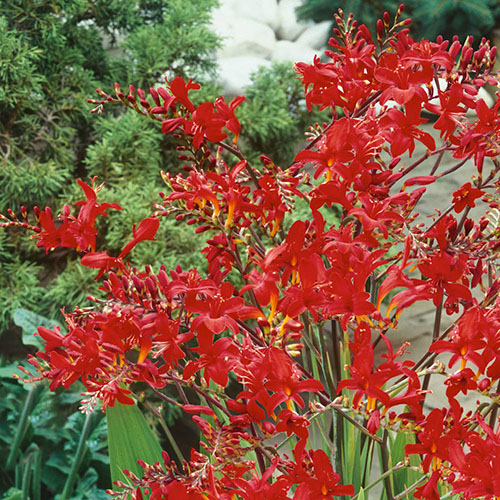 Crocosmia Lucifer Crocosmia Lucifer