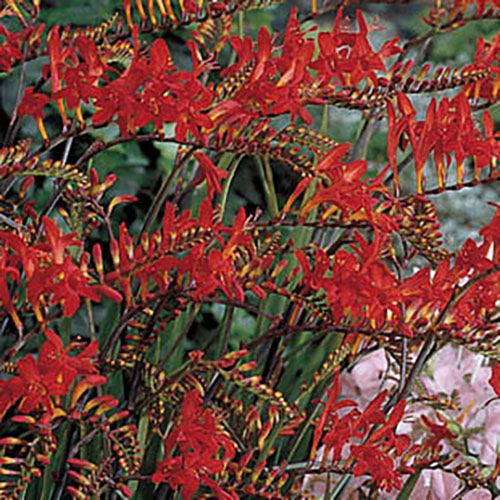 Crocosmia Lucifer Crocosmia Lucifer