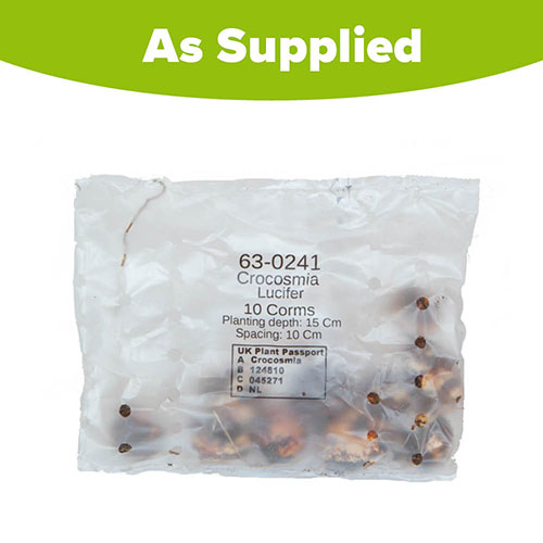 Crocosmia Lucifer Crocosmia Lucifer