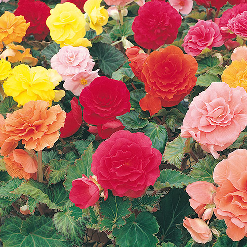 Begonia Bonanza! Begonia Bonanza!