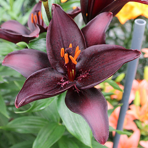 Lily Secret Kiss Lily Secret Kiss