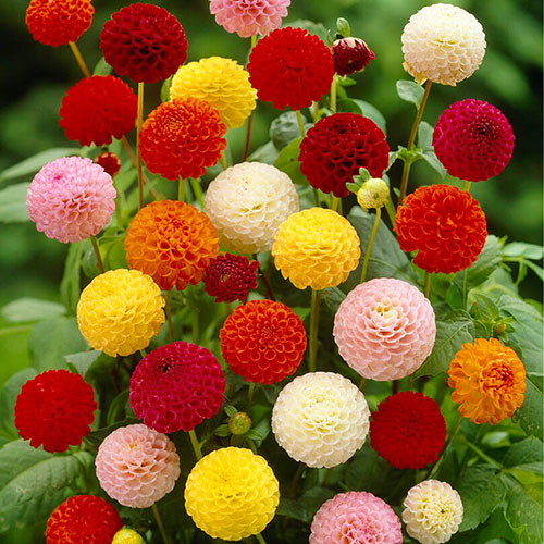 Dahlia Pom Pom Mix Dahlia Pom Pom Mix