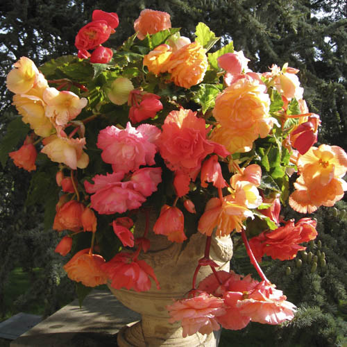 Begonia Aromantics Begonia Aromantics