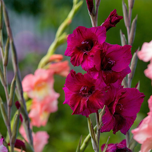 Glamorous Gladioli Glamorous Gladioli