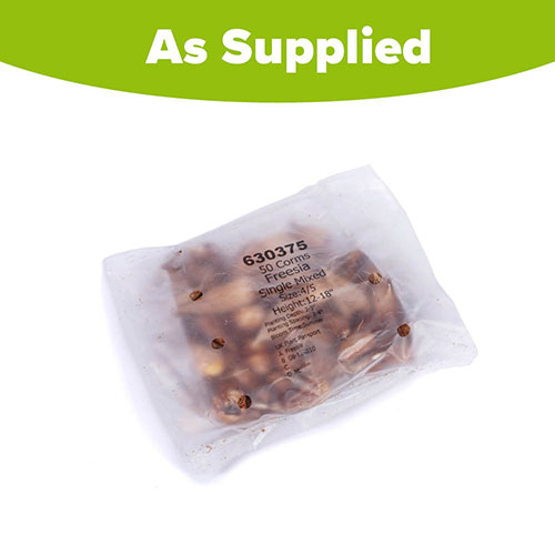 Freesia Single Corms Collection Freesia Single Corms Collection
