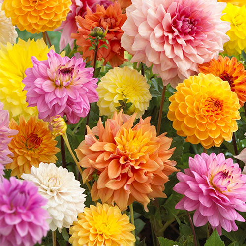 Dahlia Patio Choice Mix Dahlia Patio Choice Mix
