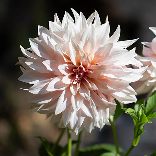 Dahlia Cafe au Lait