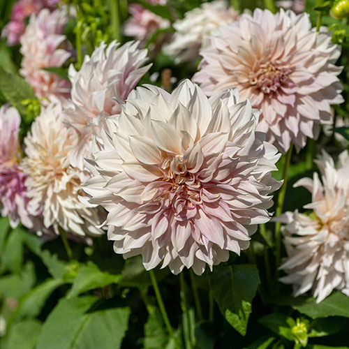 Dahlia Cafe au Lait Dahlia Cafe au Lait