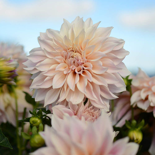 Dahlia Cafe au Lait Dahlia Cafe au Lait