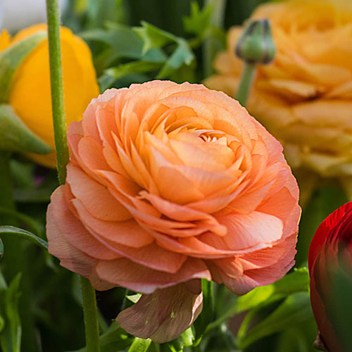 Mixed Colour Ranunculus Mixed Colour Ranunculus