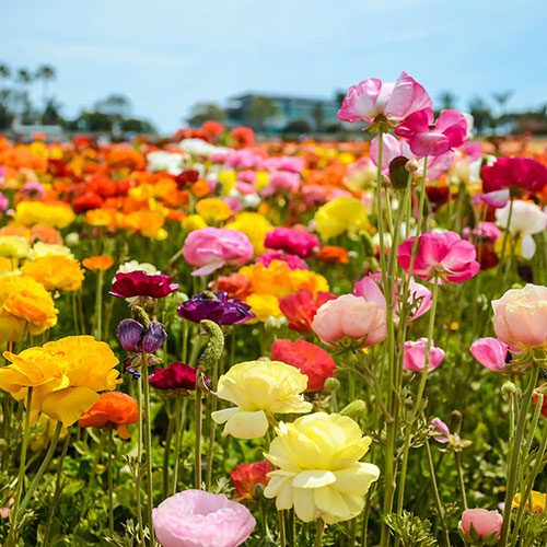 Mixed Colour Ranunculus Mixed Colour Ranunculus