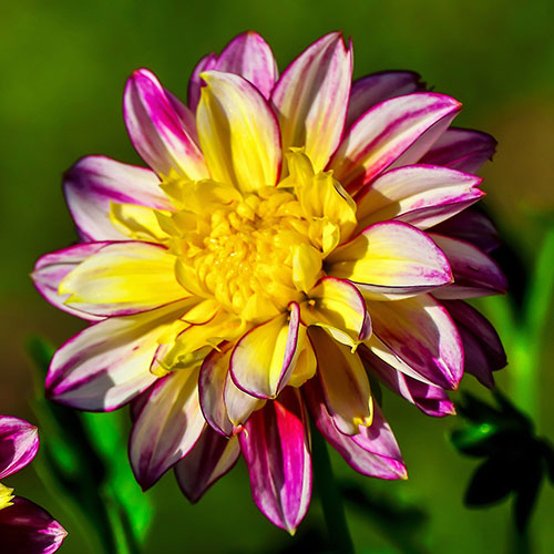 Dazzling Dahlia Collection Dazzling Dahlia Collection