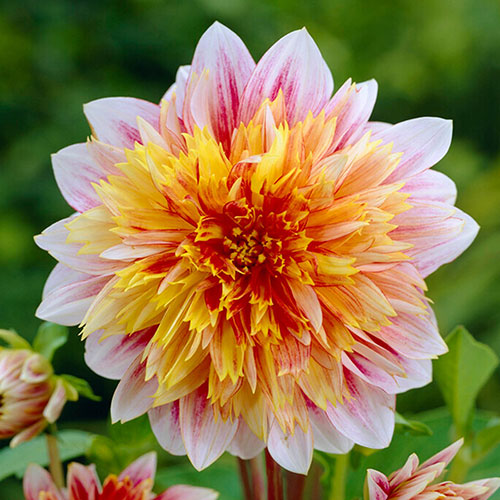 Dazzling Dahlia Collection Dazzling Dahlia Collection