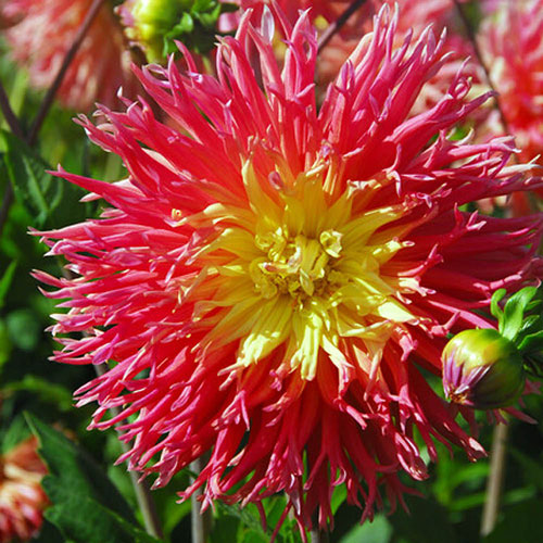 Dahlia Fringed Star Dahlia Fringed Star