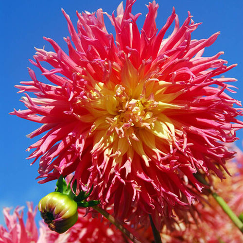 Dahlia Fringed Star Dahlia Fringed Star