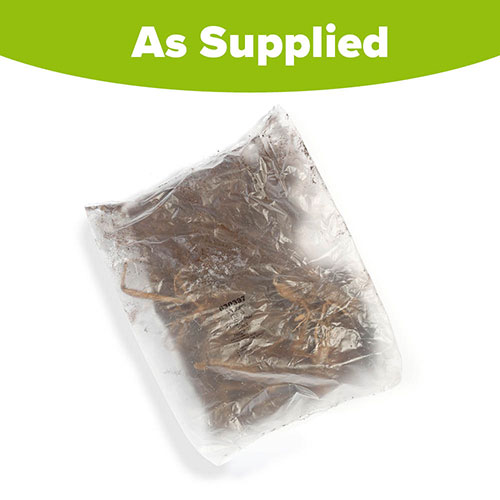 Dahlia Fringed Star Dahlia Fringed Star