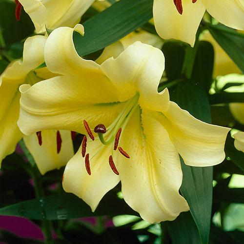 Skyscraper Lily Moonlight Skyscraper Lily Moonlight