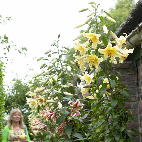 Skyscraper Lily Moonlight Skyscraper Lily Moonlight