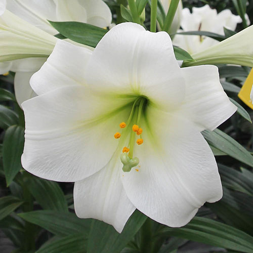 Longiflorum Lily Carpino Longiflorum Lily Carpino