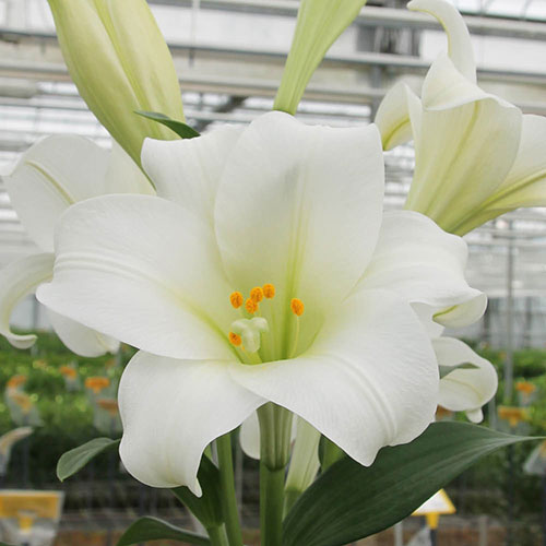 Longiflorum Lily Carpino Longiflorum Lily Carpino