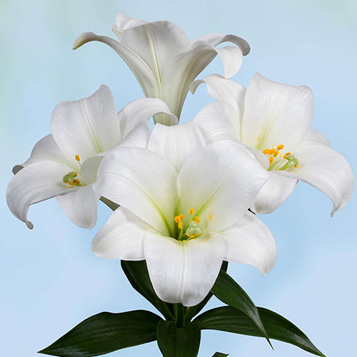 Longiflorum Lily Carpino Longiflorum Lily Carpino