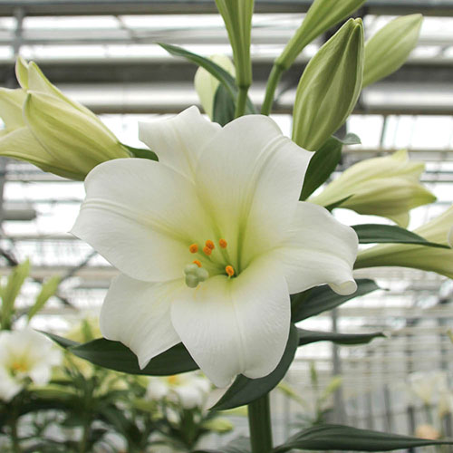 Longiflorum Lily Carpino Longiflorum Lily Carpino