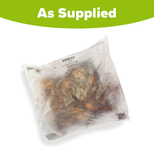 Longiflorum Lily Carpino Longiflorum Lily Carpino