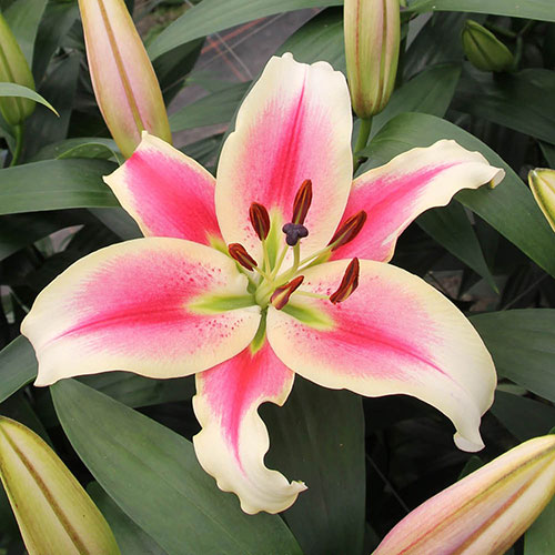 Skyscraper Lily Candy Club Skyscraper Lily Candy Club