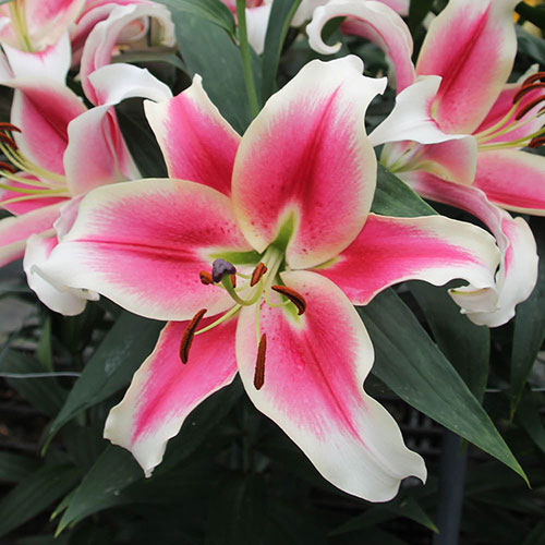 Skyscraper Lily Candy Club Skyscraper Lily Candy Club