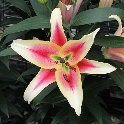 Skyscraper Lily Candy Club Skyscraper Lily Candy Club