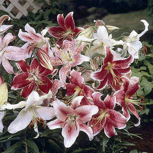 Mixed Fragrant Oriental Lilies Mixed Fragrant Oriental Lilies