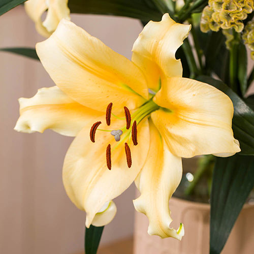 Skyscraper Lily Shine On Skyscraper Lily Shine On