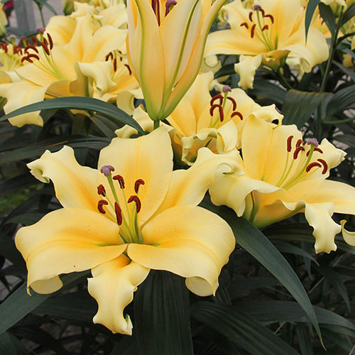 Skyscraper Lily Shine On Skyscraper Lily Shine On