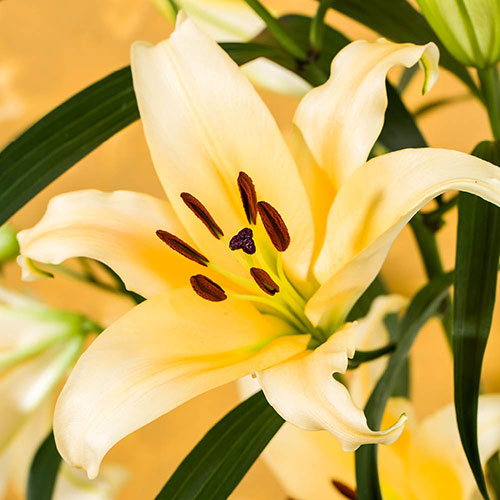 Skyscraper Lily Shine On Skyscraper Lily Shine On