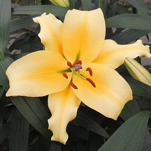 Skyscraper Lily Shine On Skyscraper Lily Shine On