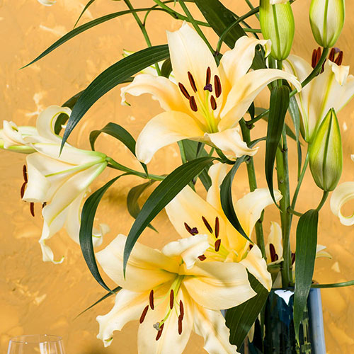 Skyscraper Lily Shine On Skyscraper Lily Shine On